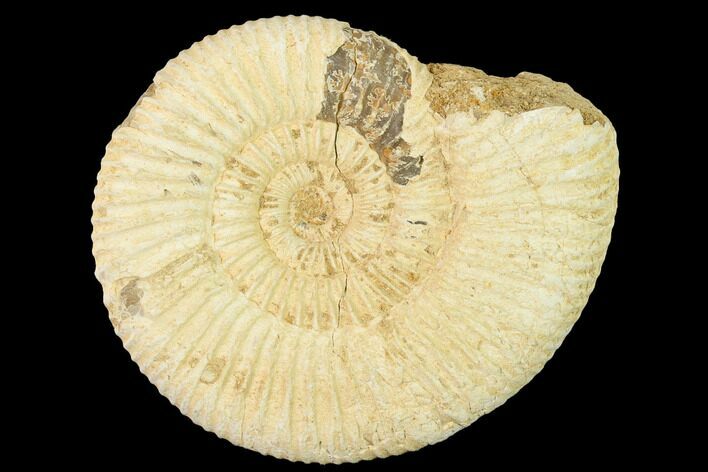 Jurassic Ammonite (Perisphinctes) Fossil - Madagascar #140401